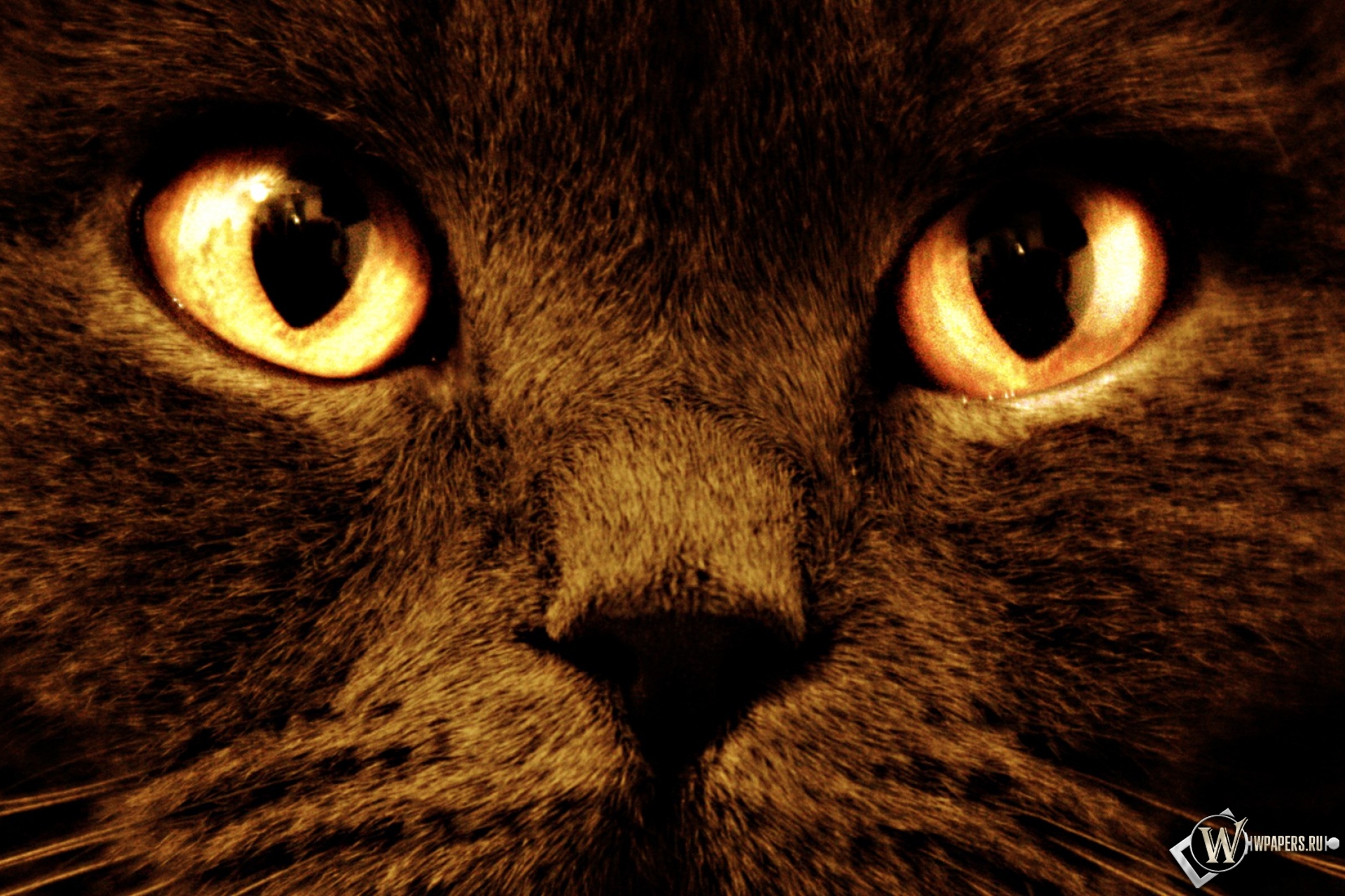 Черный кот с оранжевыми глазами 1920x1280