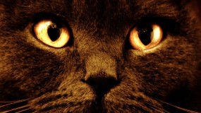 Обои Черный кот с оранжевыми глазами: Глаза, Кот, Морда, Оранжевый, Кошки