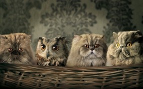 Обои Сова среди котов: Сова, Коты, Палево, Кошки