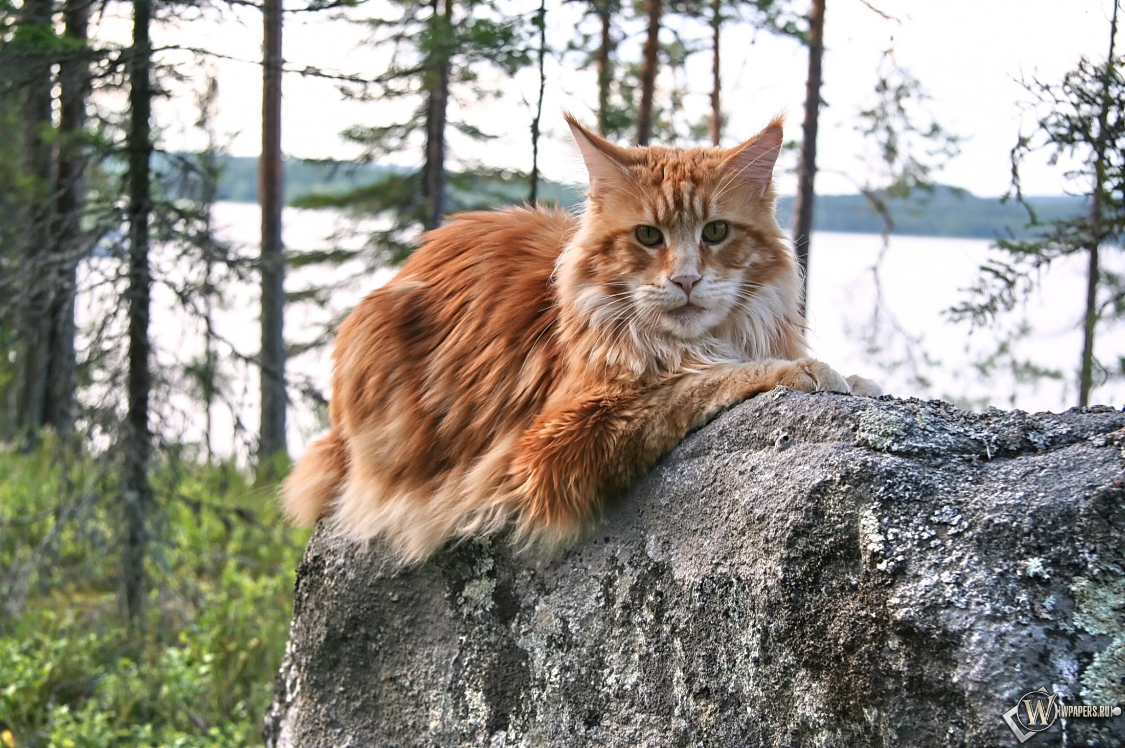 Рыжий Мейкун Кошка Фото