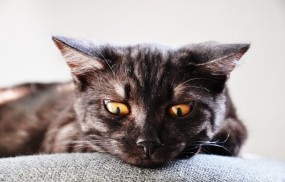 Обои Заинтересованный котэ: Лежит, Котэ, Смотрит, Кошки