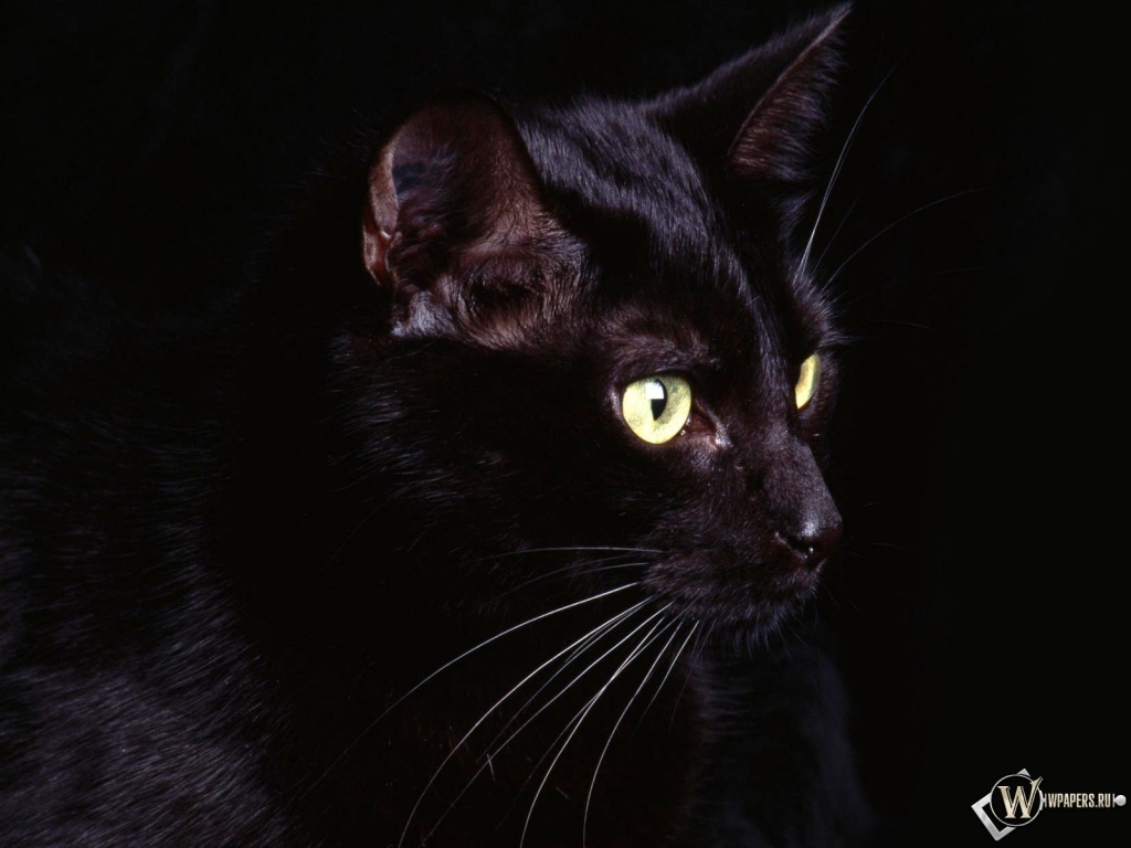 Чёрная кошка 1024x768
