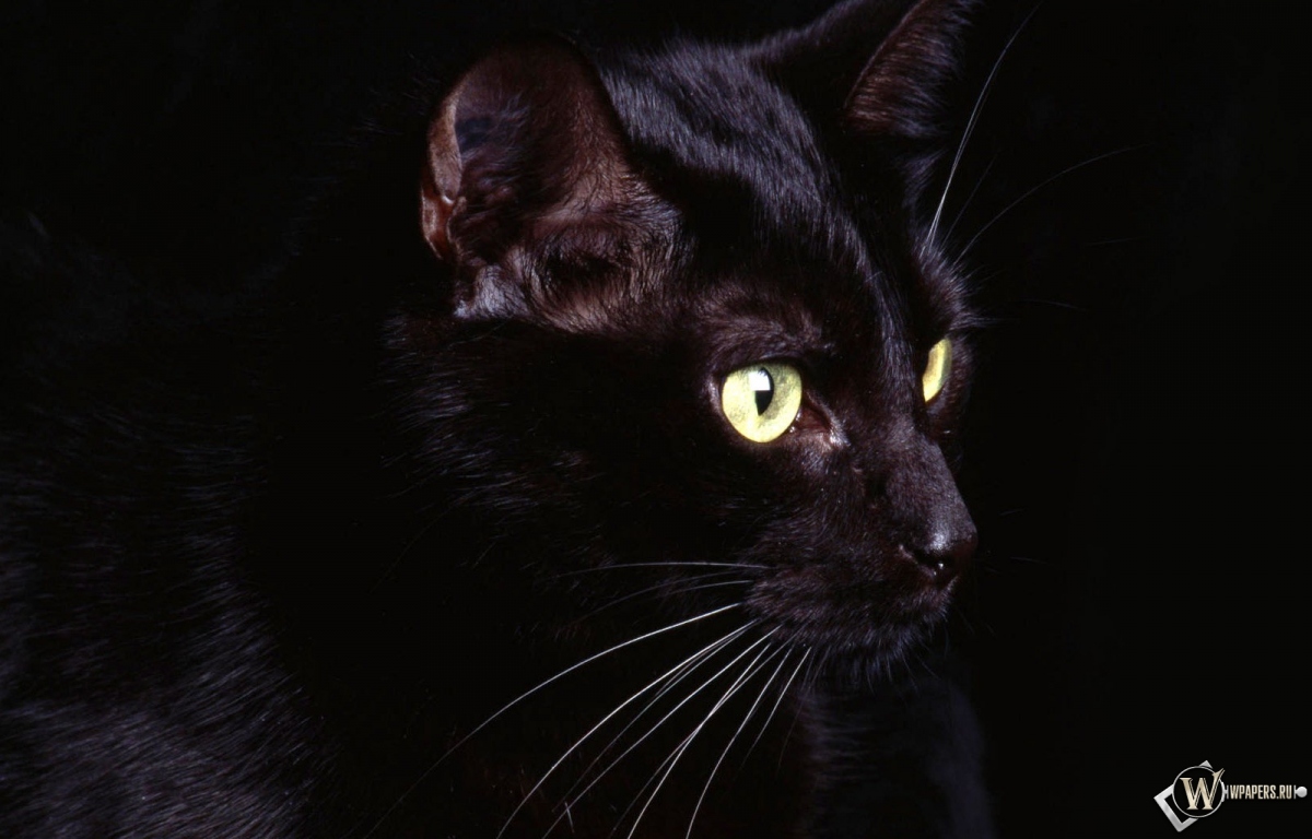 Чёрная кошка 1200x768