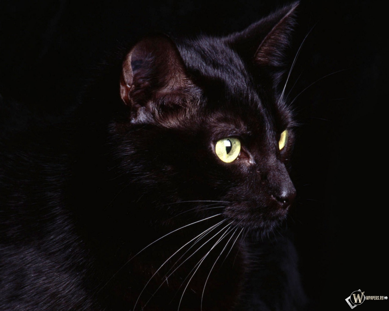 Чёрная кошка 1280x1024
