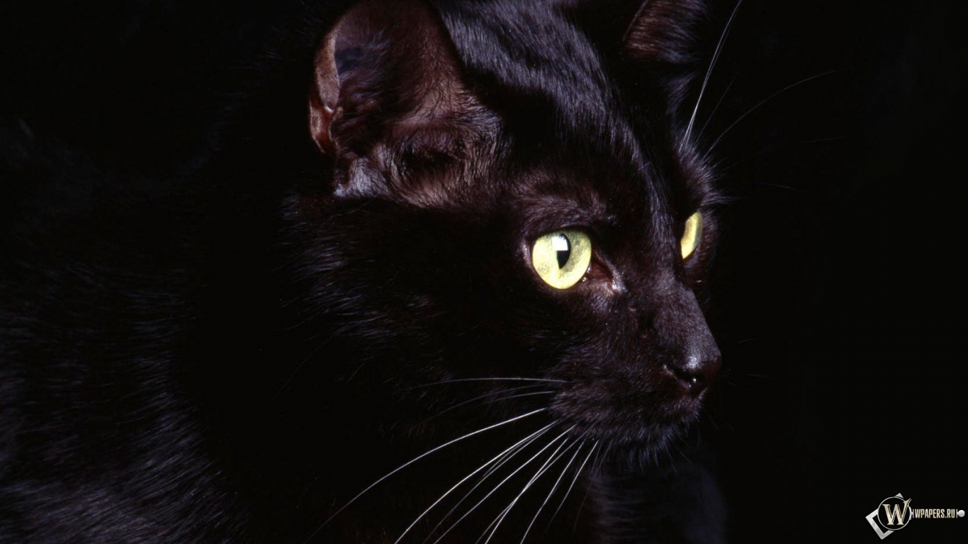 Чёрная кошка 1366x768