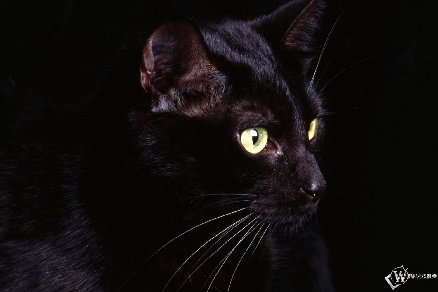 Чёрная кошка 1500x1000