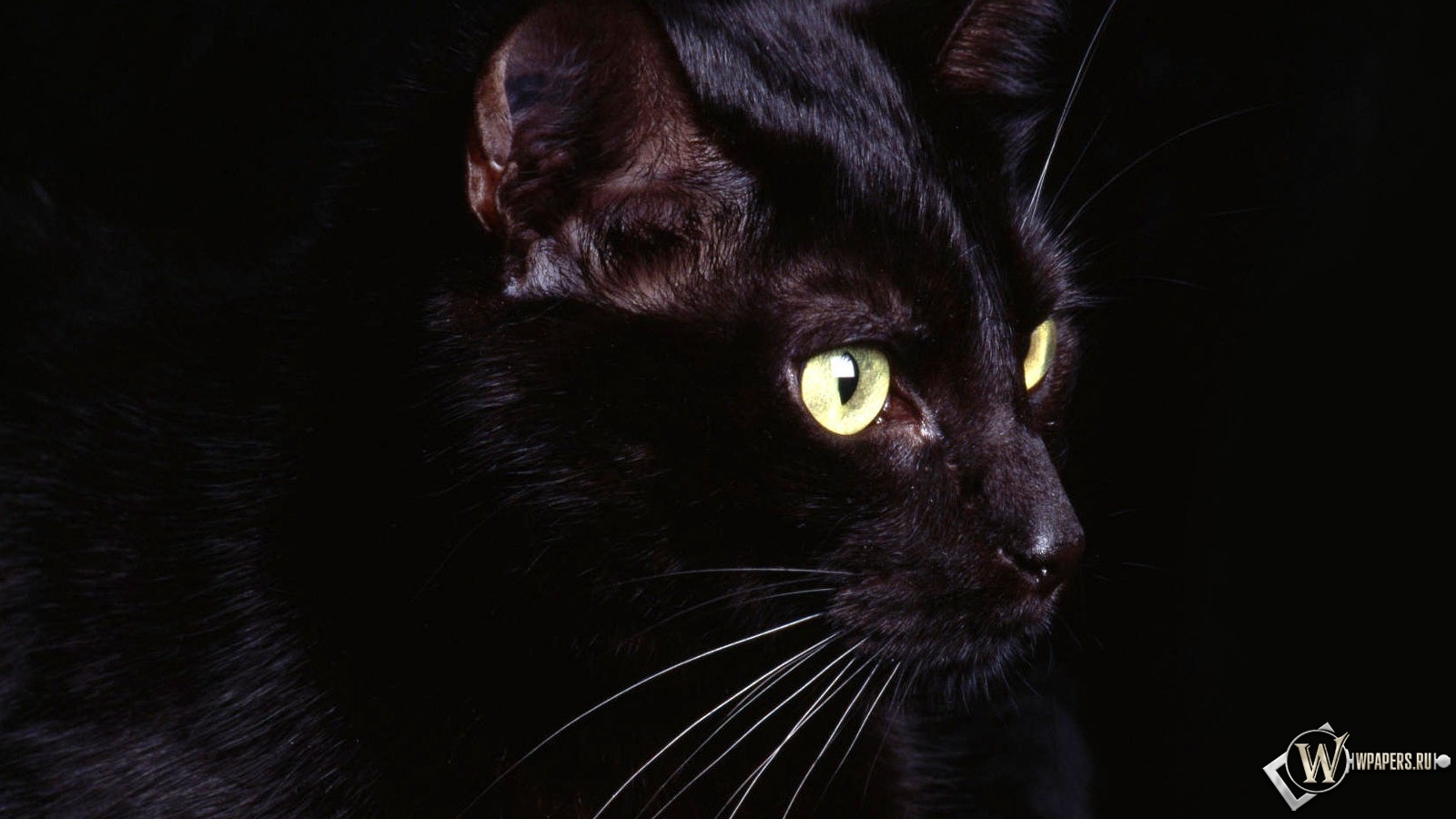 Чёрная кошка 1600x900