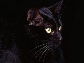 Обои Чёрная кошка: Чёрная кошка, Кошки