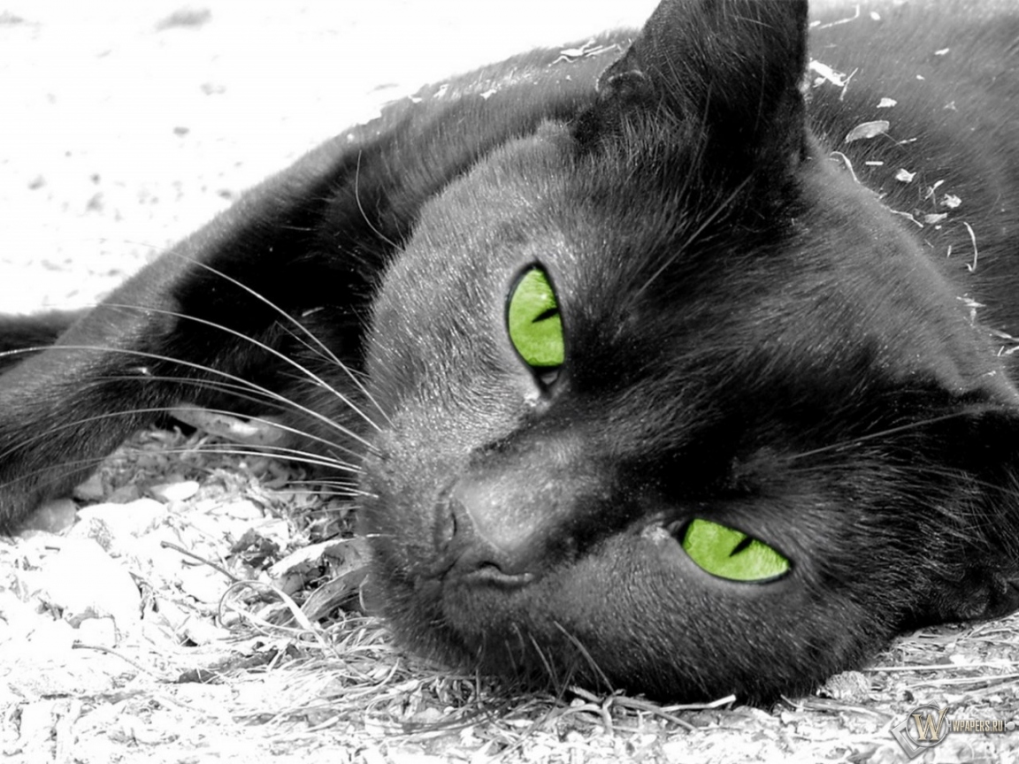 Чёрная кошка лежит 1152x864