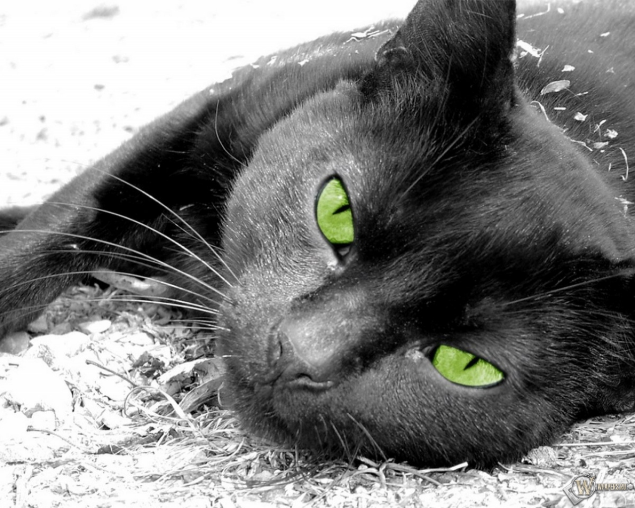 Чёрная кошка лежит 1280x1024