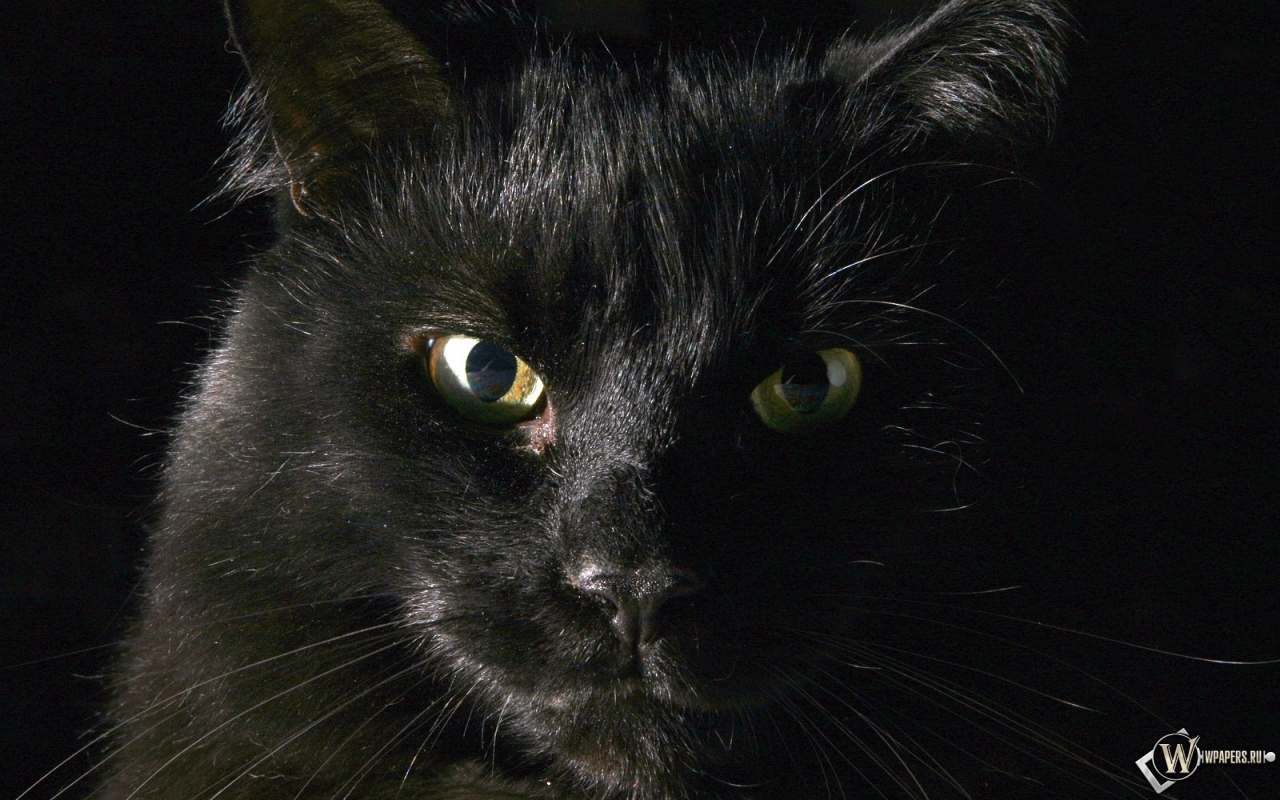 Чёрный кот 1280x800