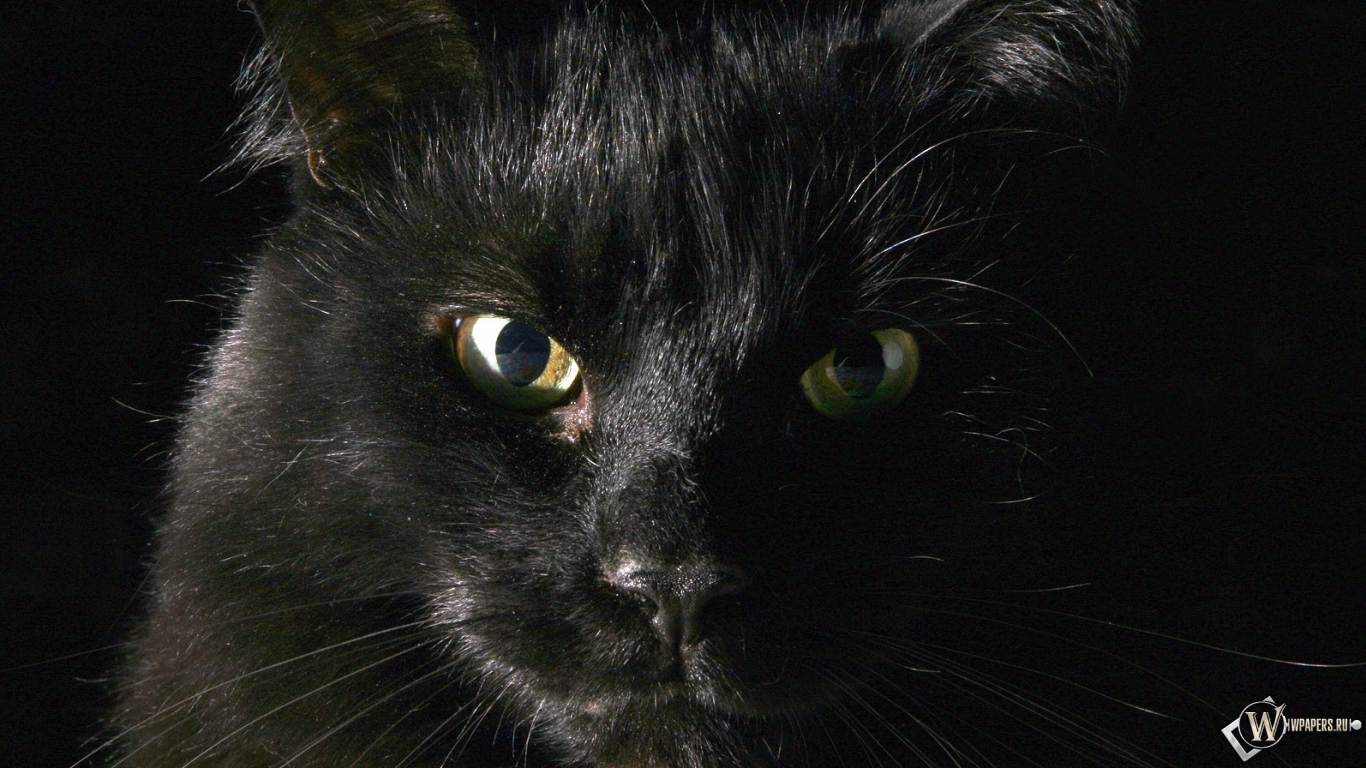 Чёрный кот 1366x768