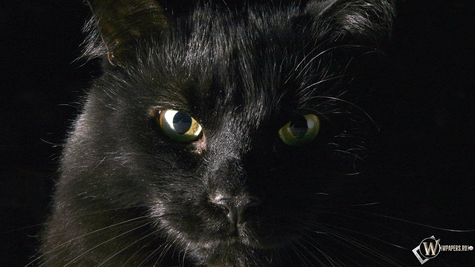 Чёрный кот 1600x900
