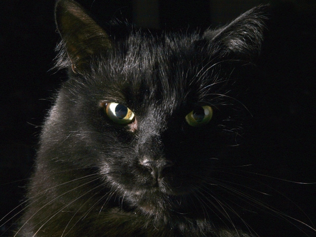 Грустный кот фото черный