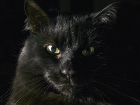 Обои Чёрный кот: Чёрный кот, Кошки