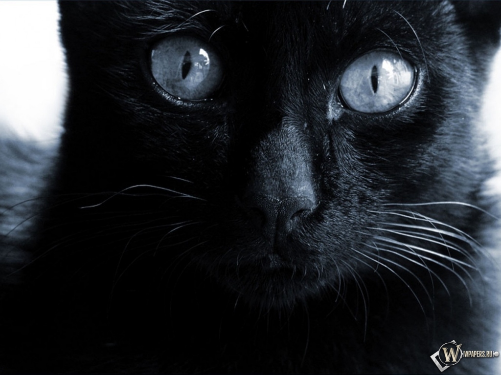Черная кошка  1024x768