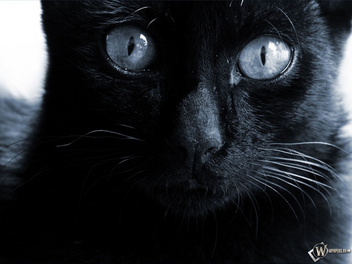 Черная кошка  1152x864