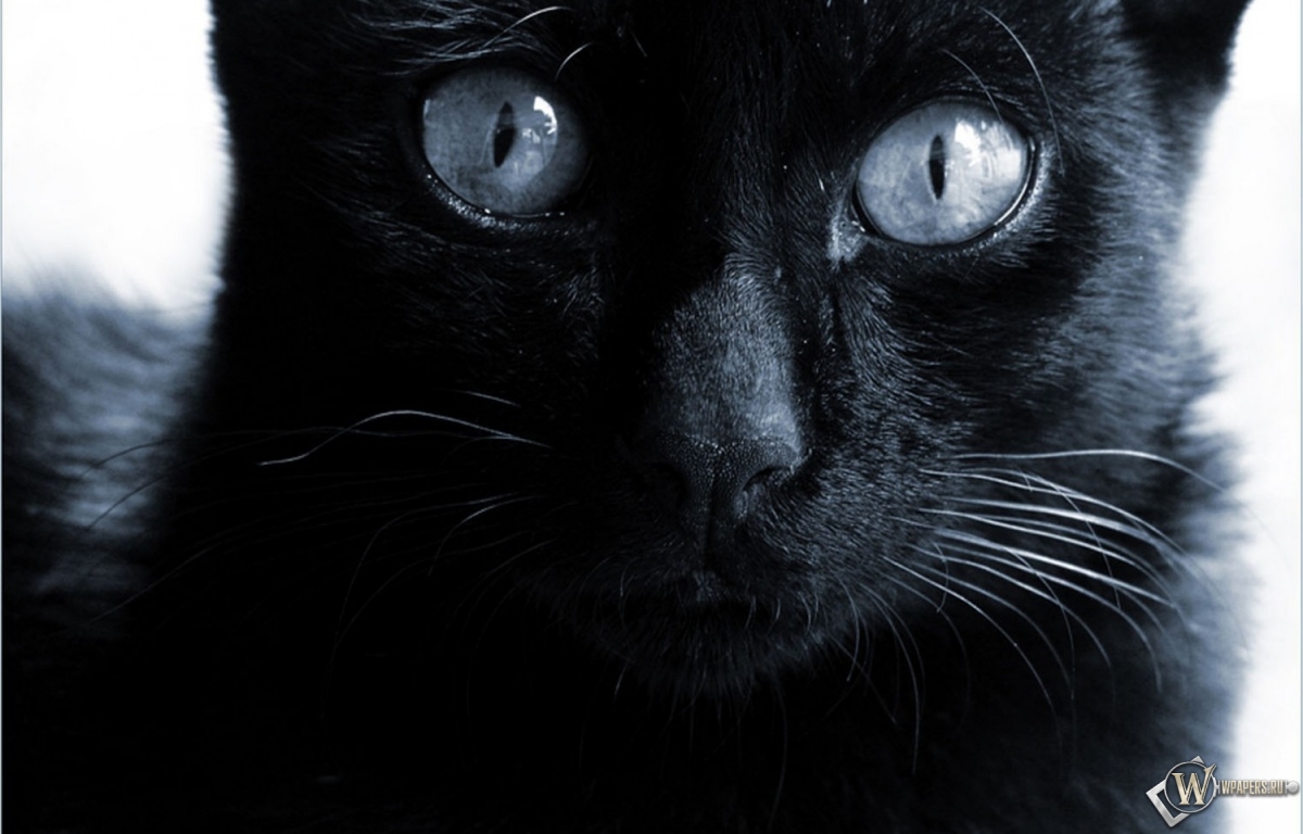 Черная кошка  1200x768