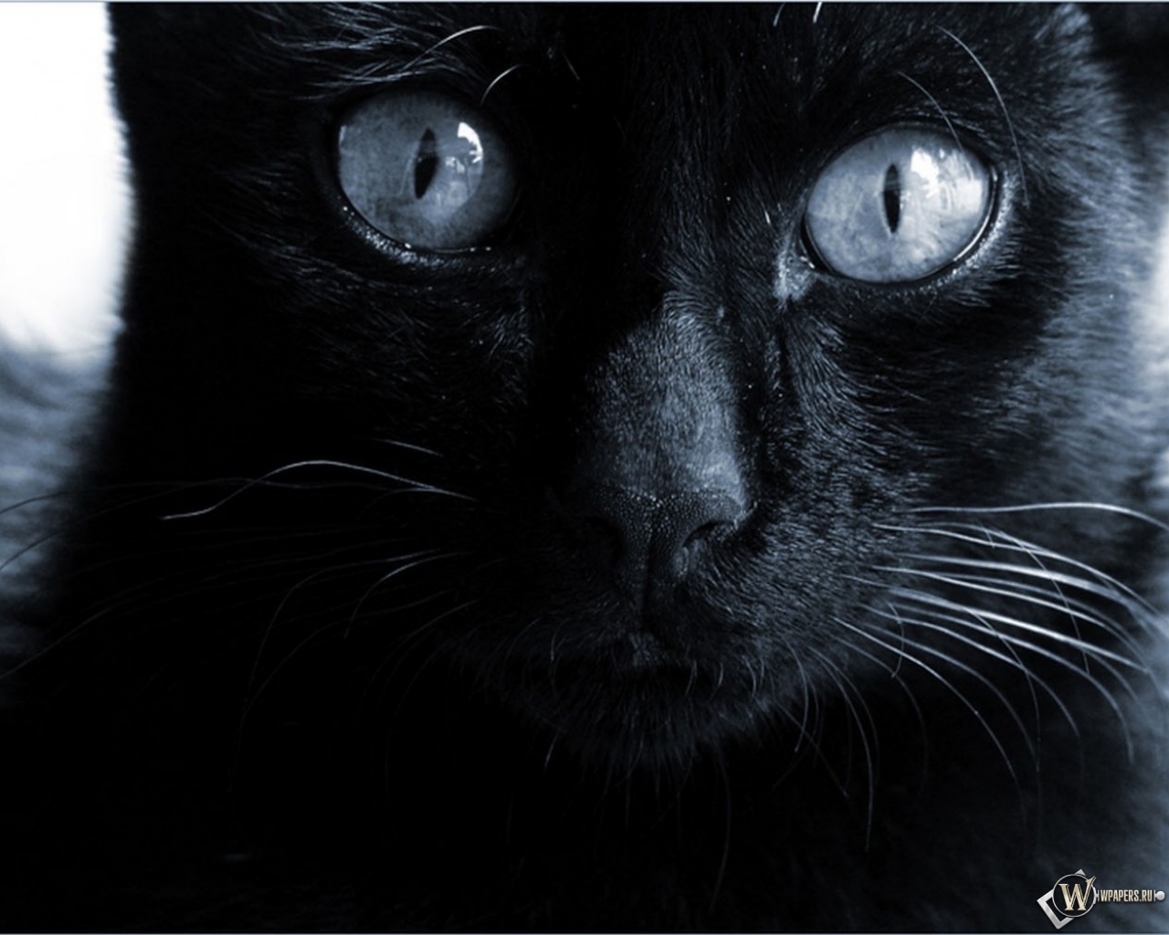 Черная кошка  1280x1024