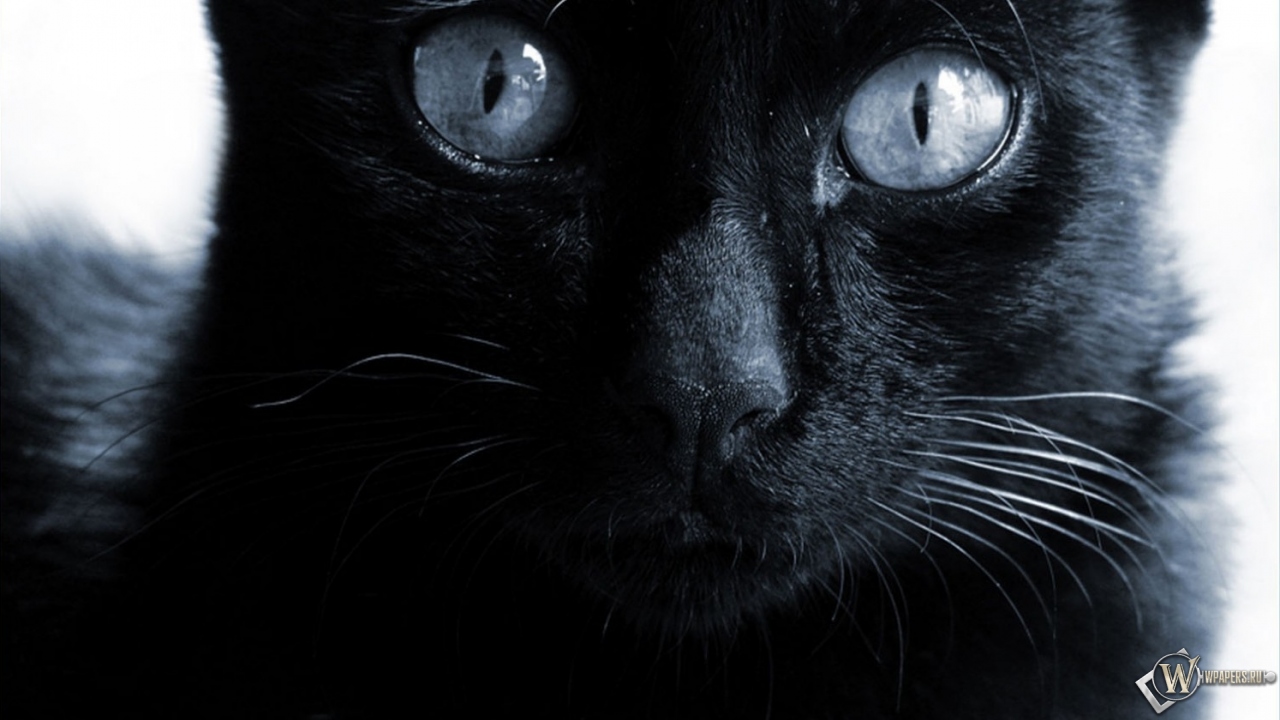 Черная кошка  1280x720