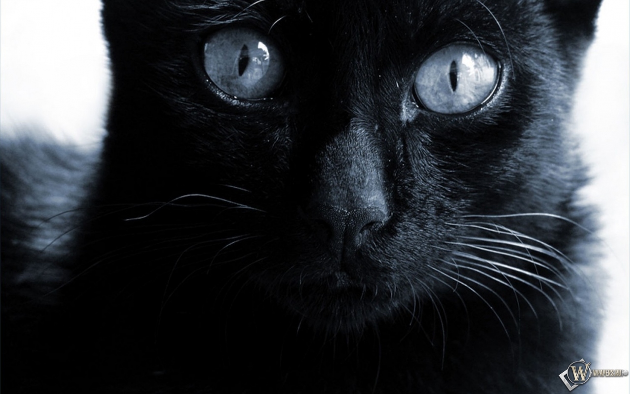 Черная кошка  1280x800