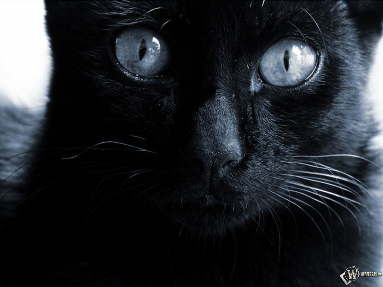 Черная кошка  1280x960