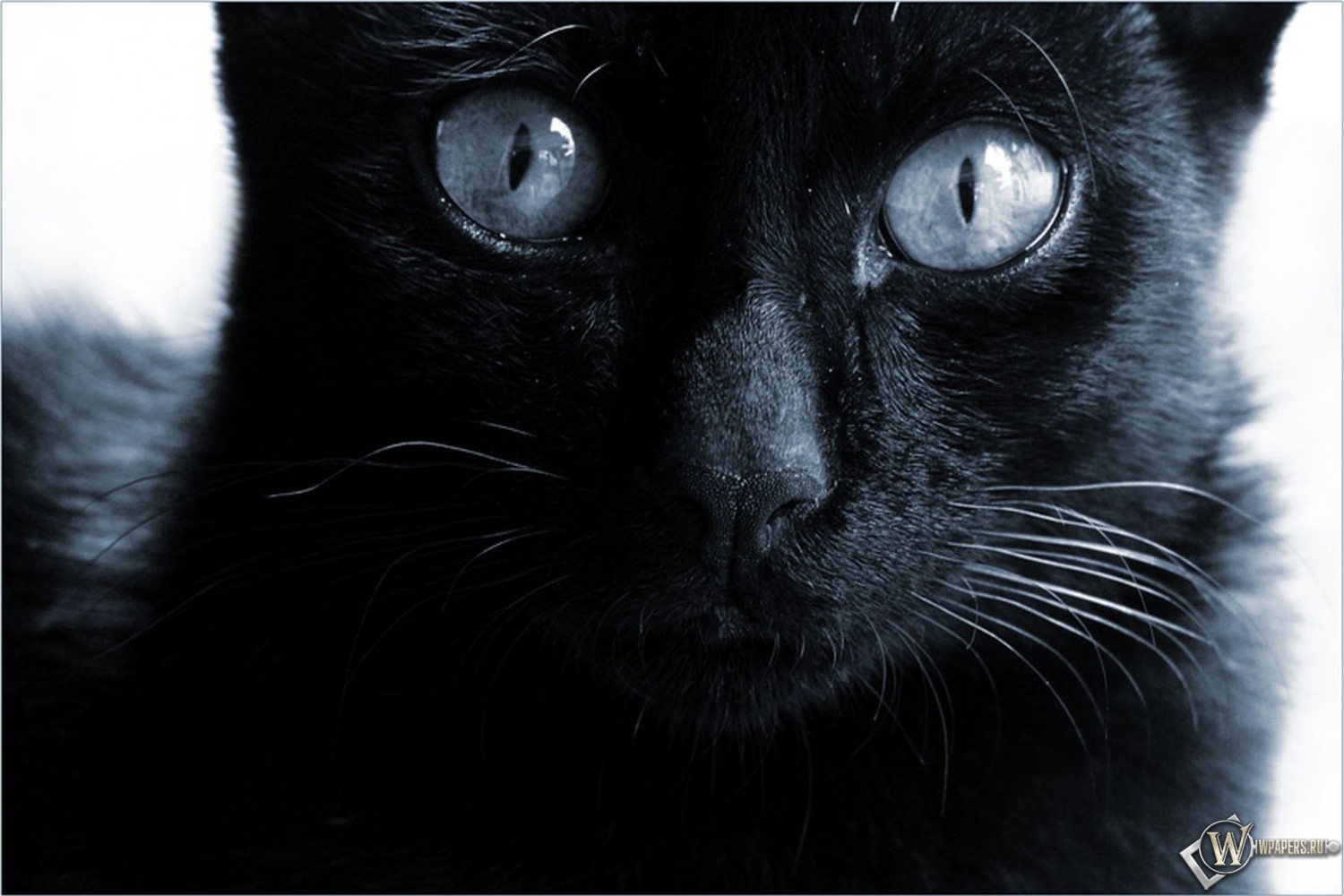 Черная кошка  1500x1000
