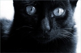 Обои Черная кошка : Глаза, Взгляд, Чёрная кошка, Кошки