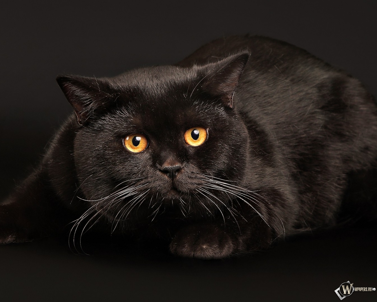 Черный кот играет 1280x1024