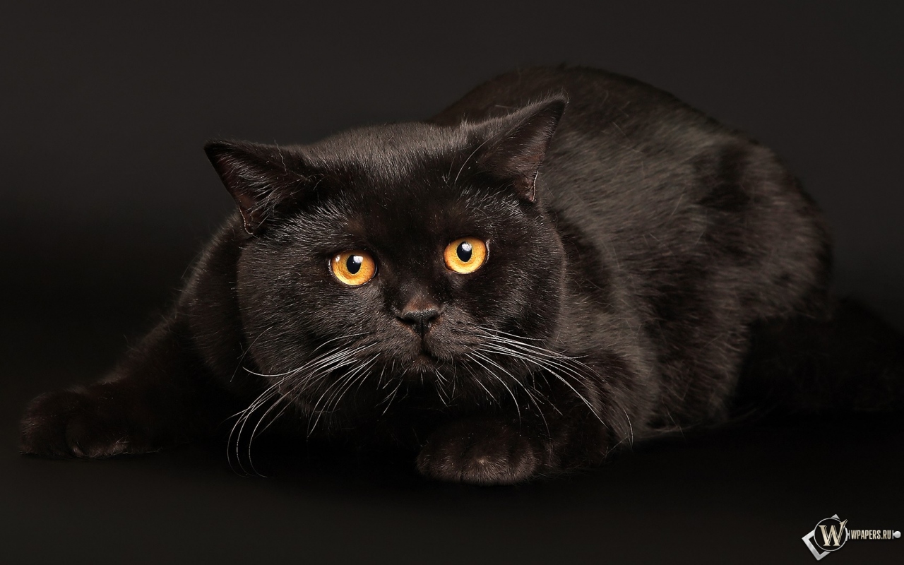 Черный кот играет 1280x800