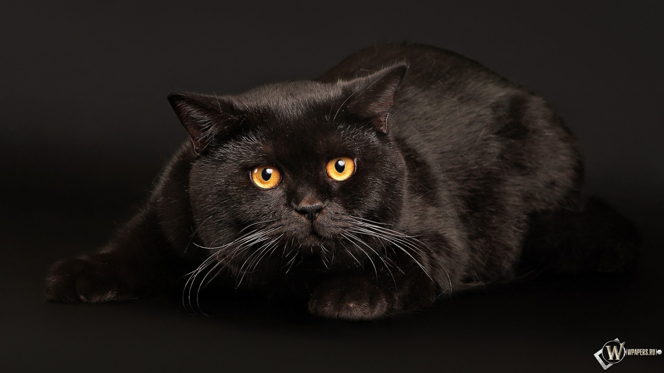 Черный кот играет 1366x768