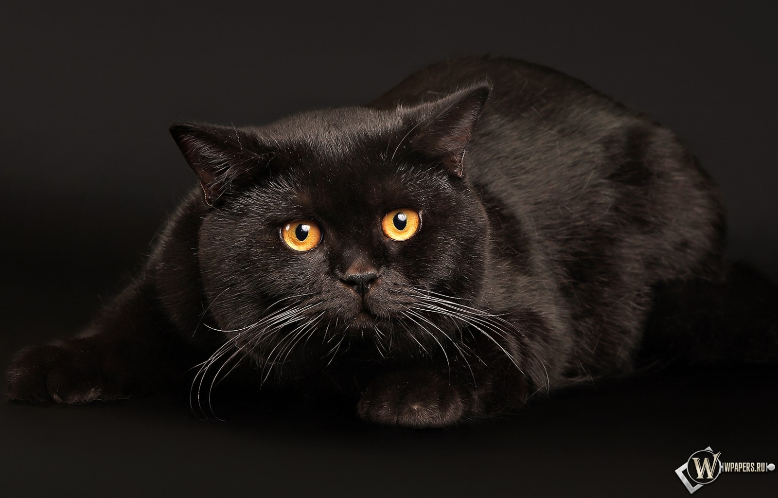 Черный кот играет 1600x1024
