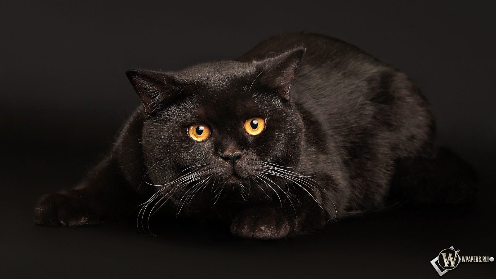 Черный кот играет 1600x900