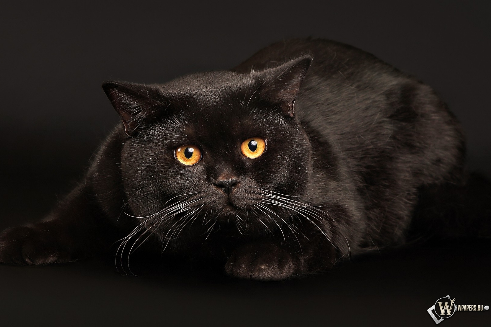 Черный кот играет 1920x1280