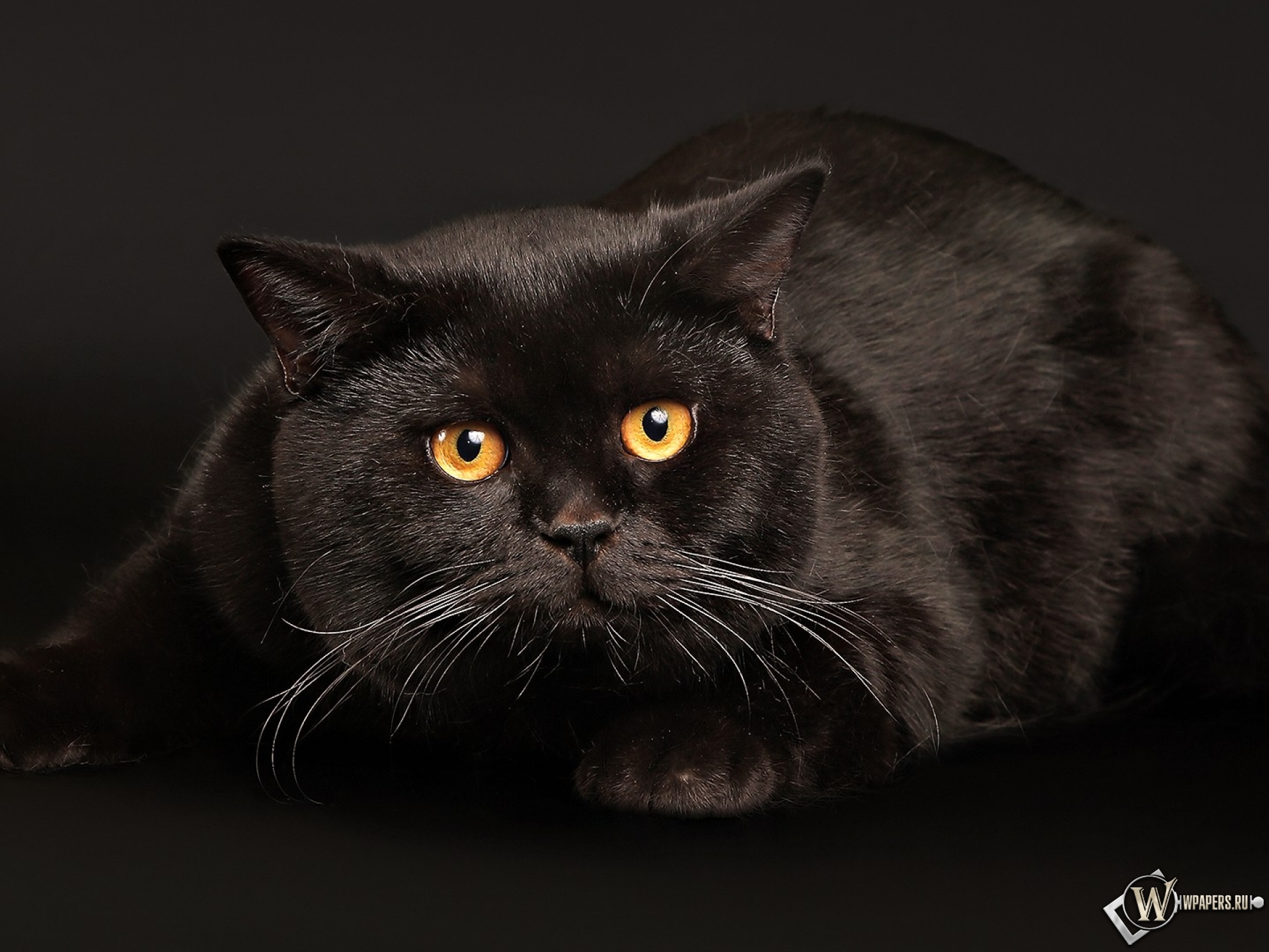 Черный кот играет 1920x1440