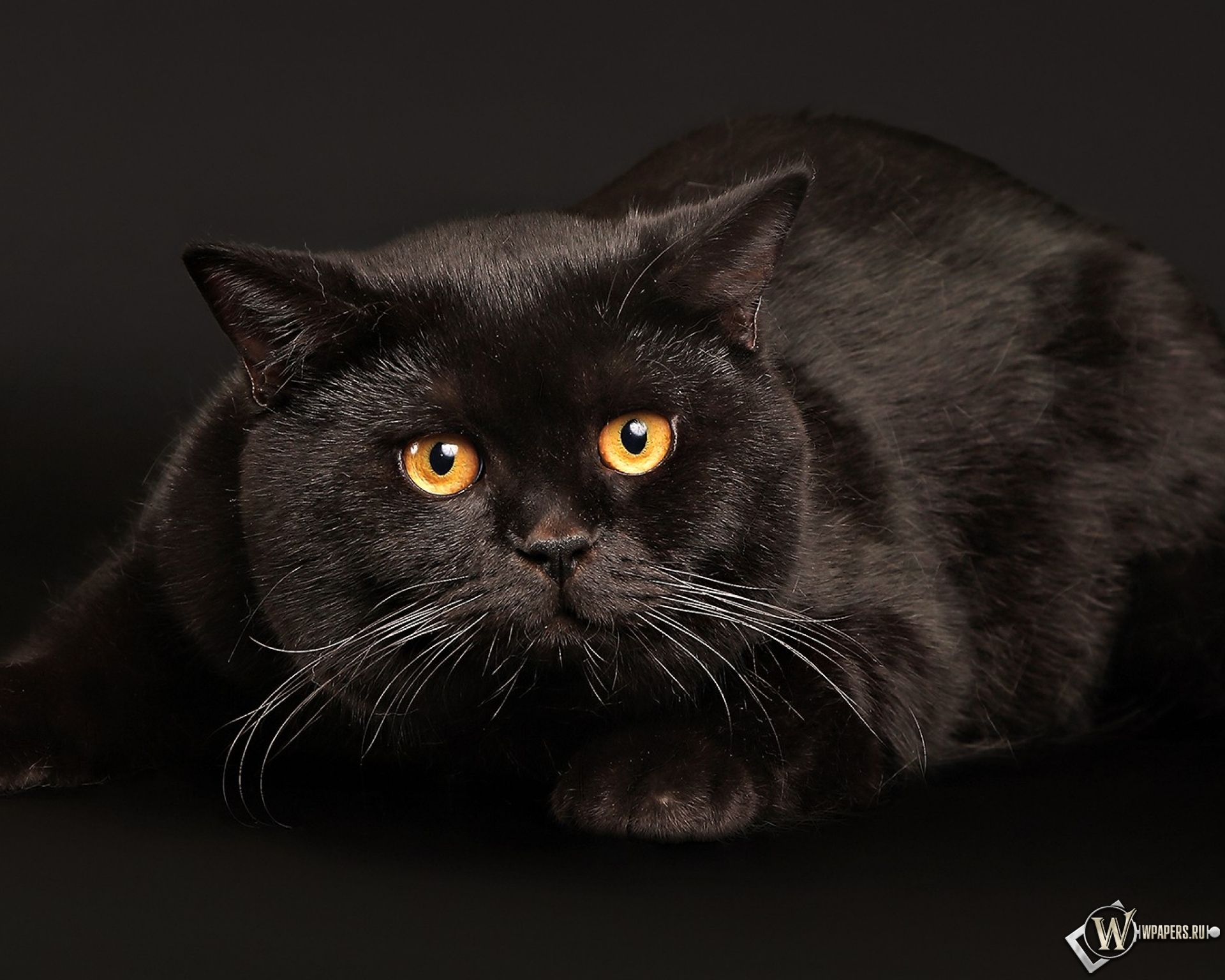 Черный кот играет 1920x1536
