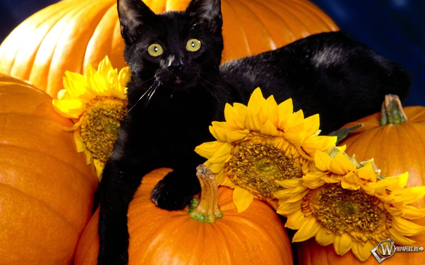 Черный кот на тыквах 1440x900