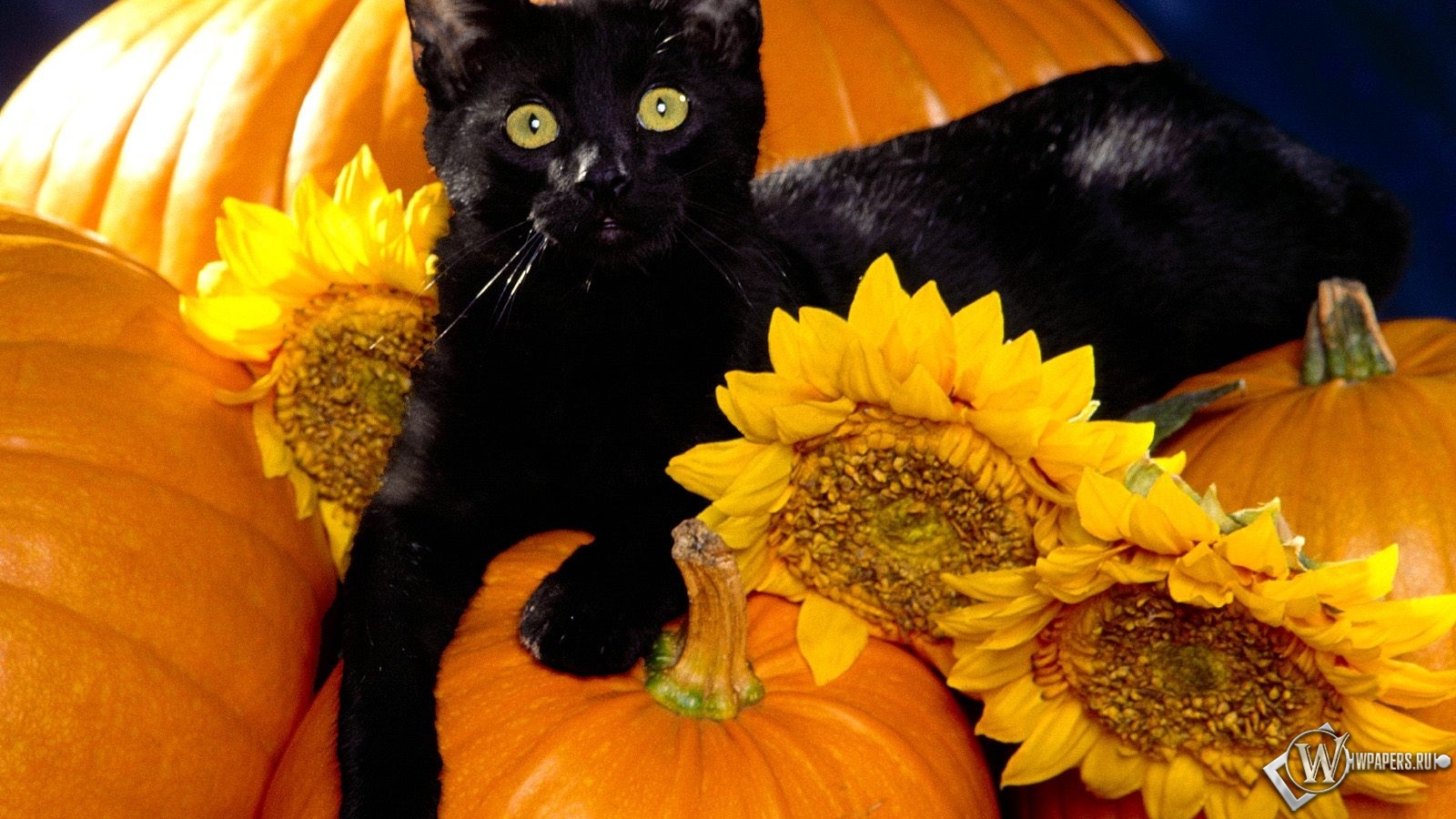 Черный кот на тыквах 1600x900