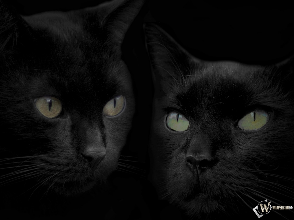 Черные кошки 1024x768