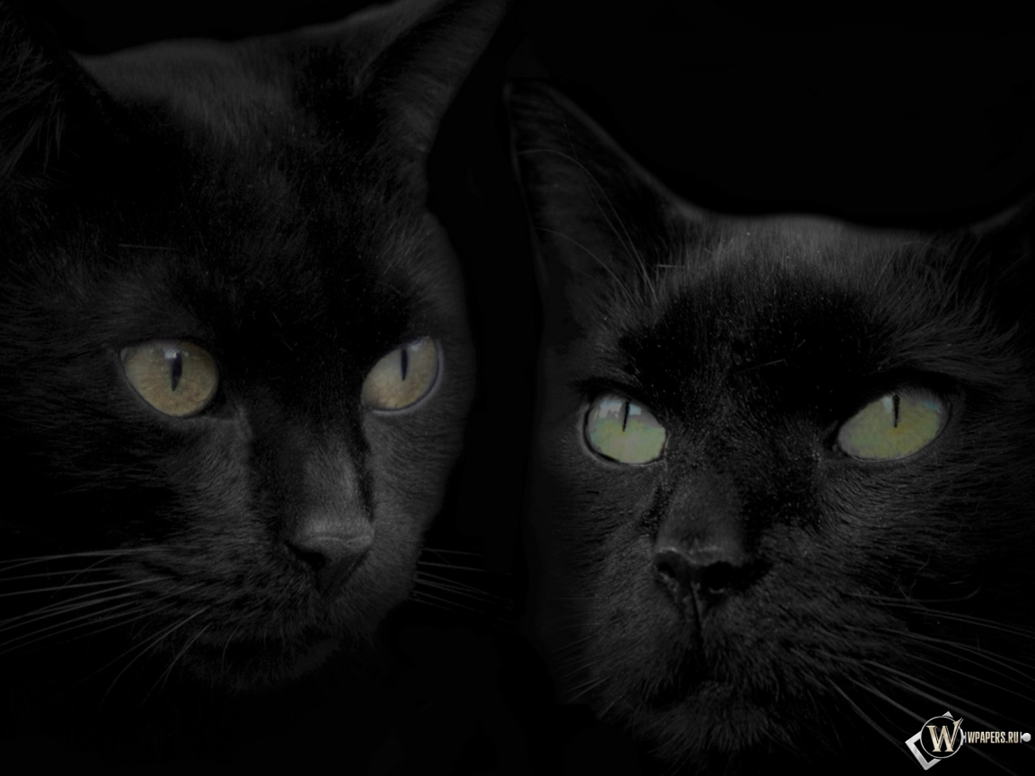 Черные кошки 1152x864