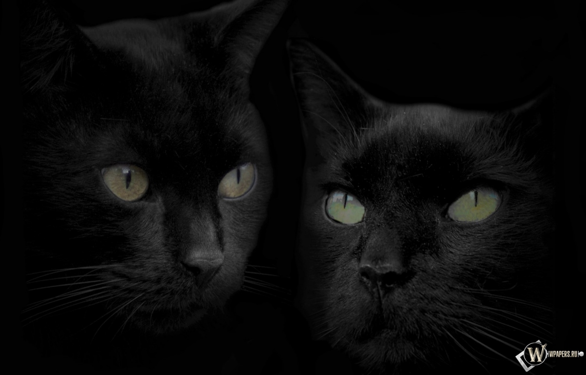 Черные кошки 1200x768