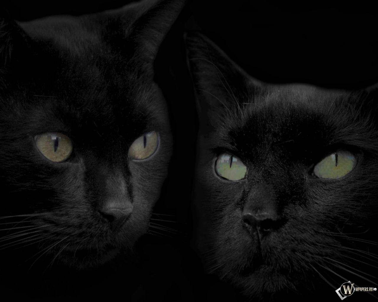 Черные кошки 1280x1024