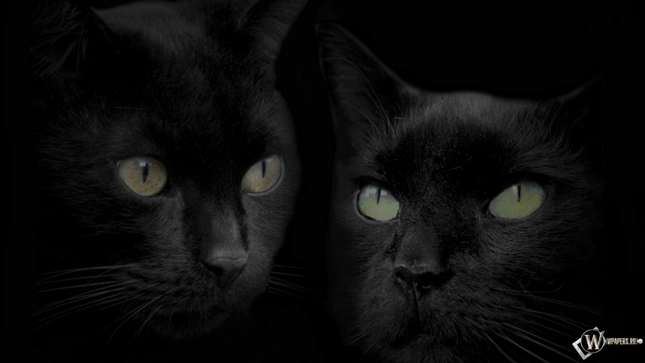 Черные кошки 1280x720