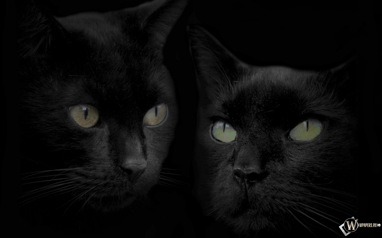 Черные кошки 1280x800