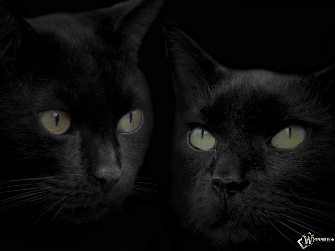 Черные кошки 1280x960