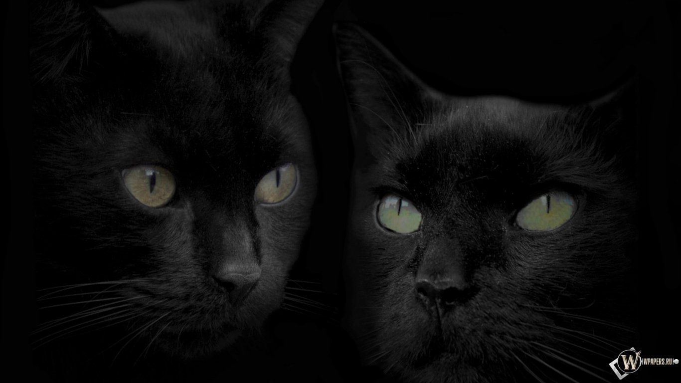 Черные кошки 1366x768