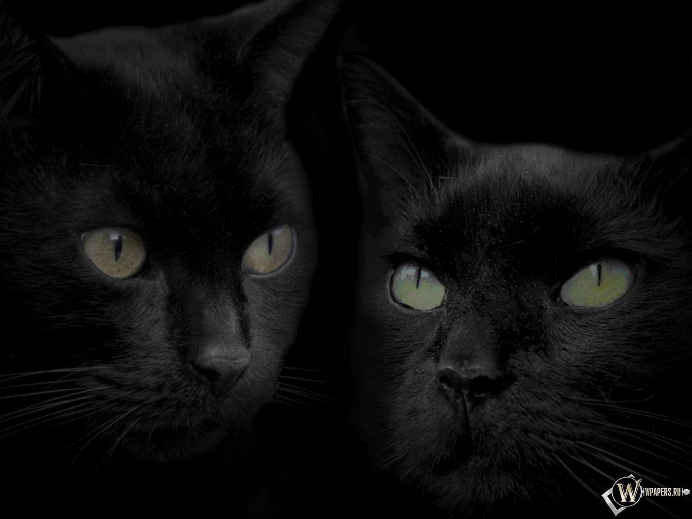 Черные кошки 1400x1050