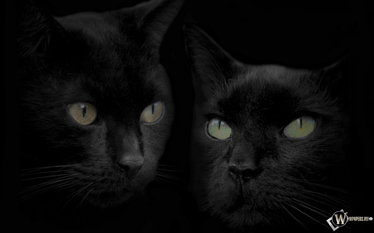 Черные кошки 1440x900