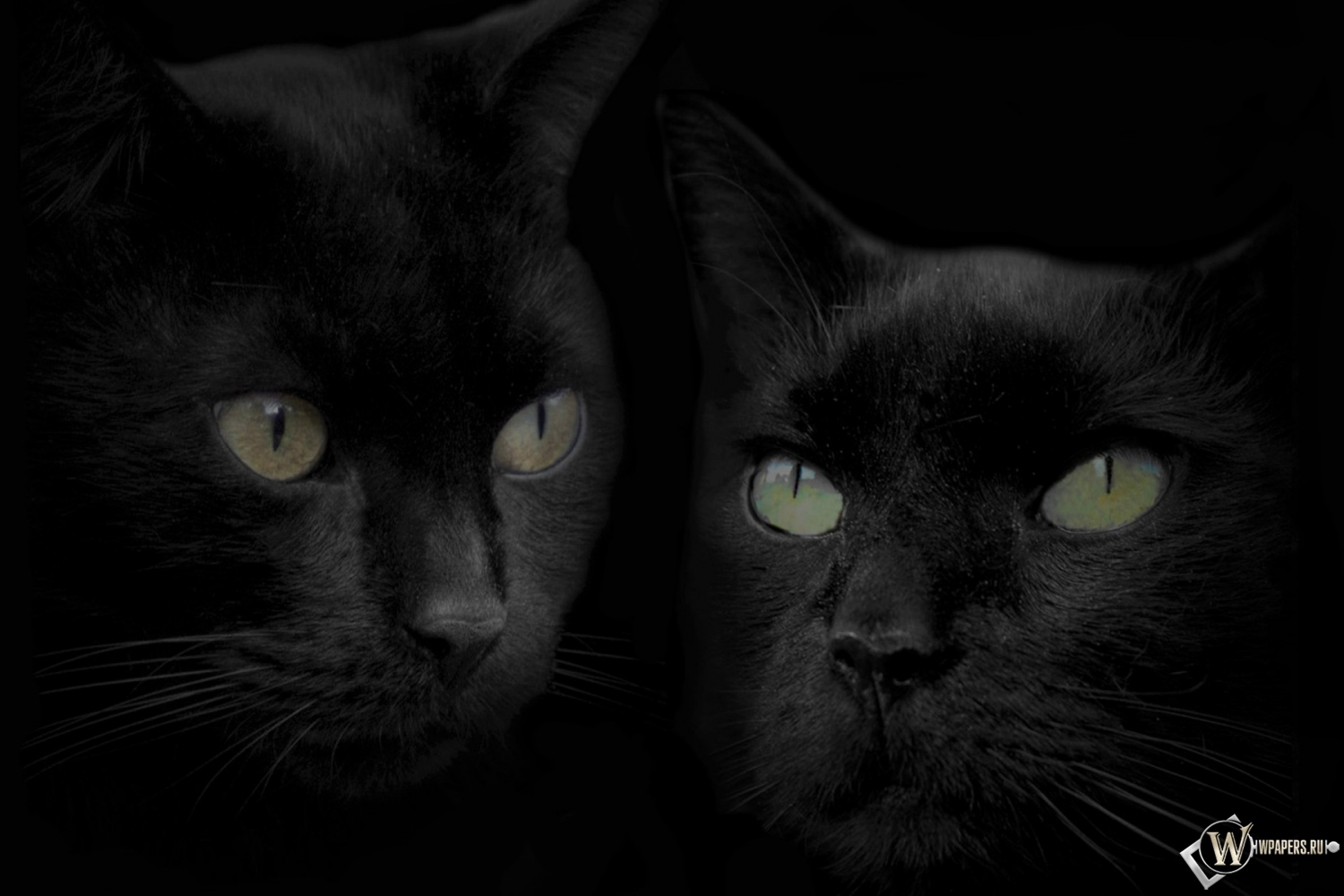 Черные кошки 1500x1000