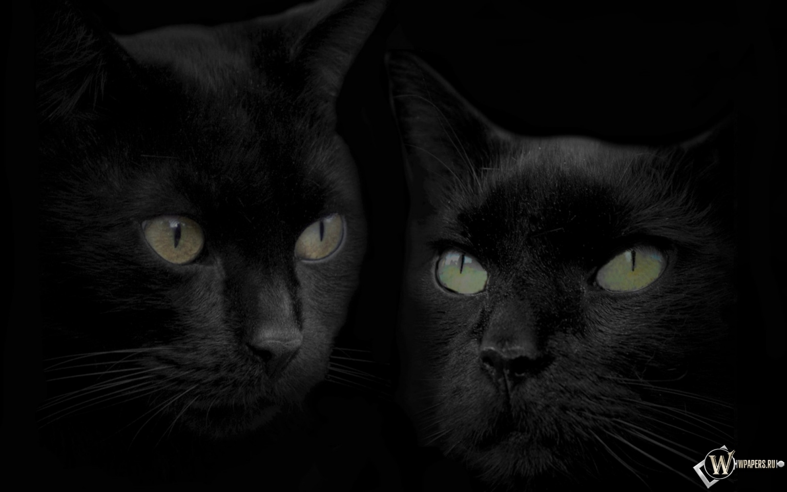 Черные кошки 1536x960